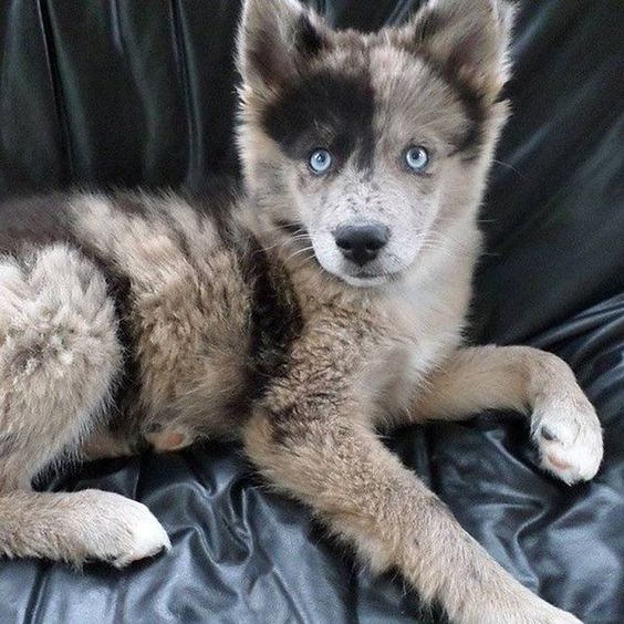 Mestiço de Husky Siberiano com Boiadeiro Australiano