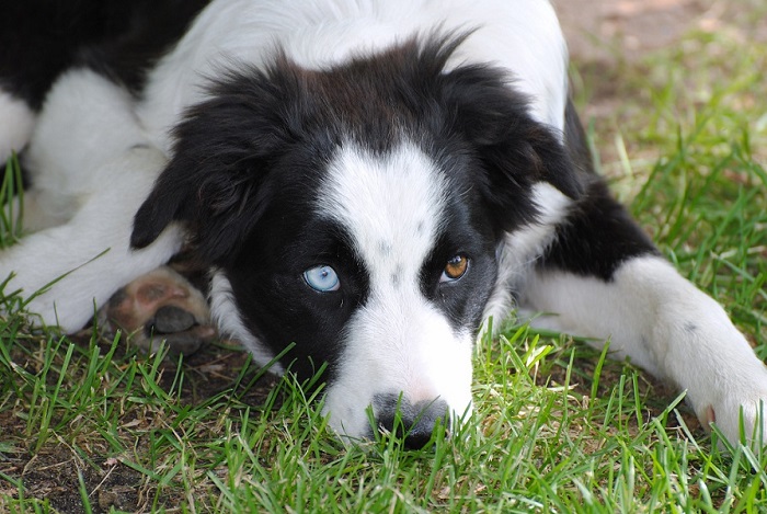 Mestiço de Husky Siberiano com Border Collie