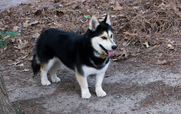 Mestiço de Husky Siberiano com Corgi