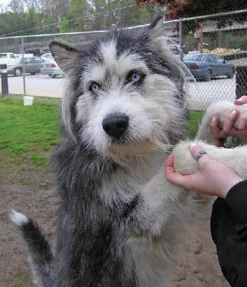 Mestiço de Husky Siberiano com Lébrel Irlandês