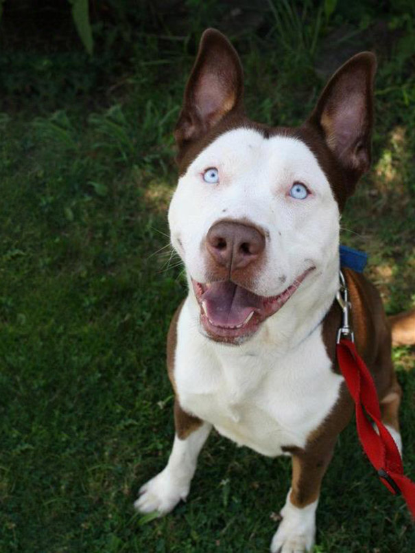 Mestiço de Husky Siberiano com Pitbull