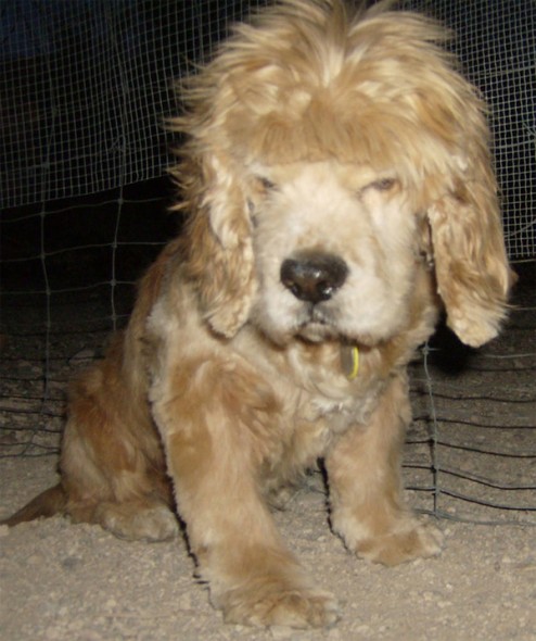 tosas estranhas em cães