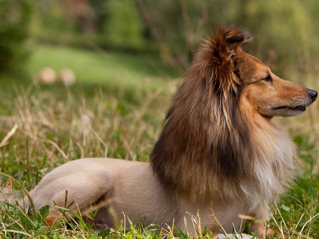 tosas estranhas em cães