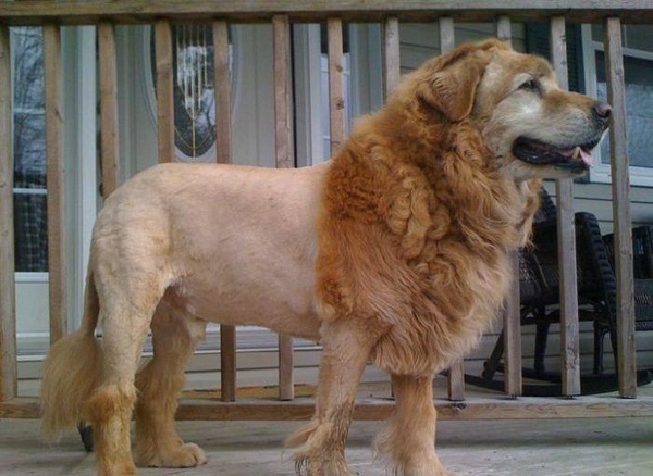 tosas estranhas em cães