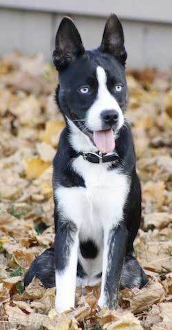 Mestiço de Husky Siberiano com Boston Terrier