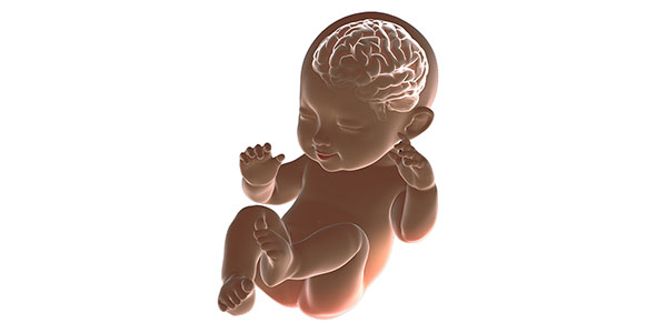 Bebês Ainda na Barriga - Em 3 semanas o cérebro do bebê está formado