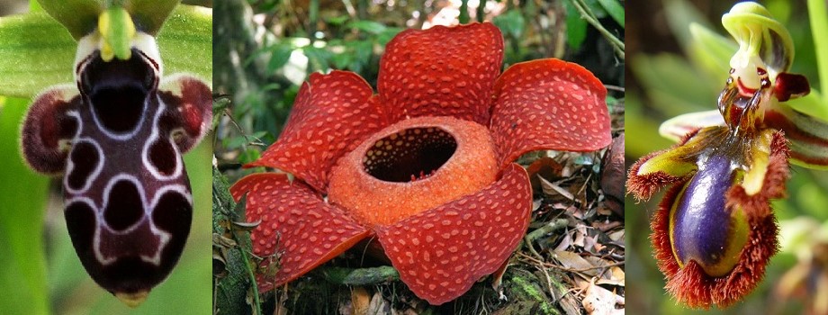 Conheça As 10 Flores Mais Estranhas Do Mundo - Admirável Curioso