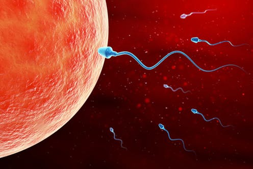 Bebês Ainda na Barriga - A fertilização é mais complexa do que parece