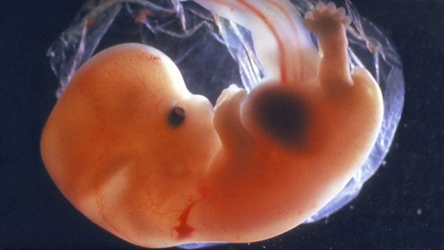 Bebês Ainda na Barriga - O embrião se torna um feto após 9 semanas