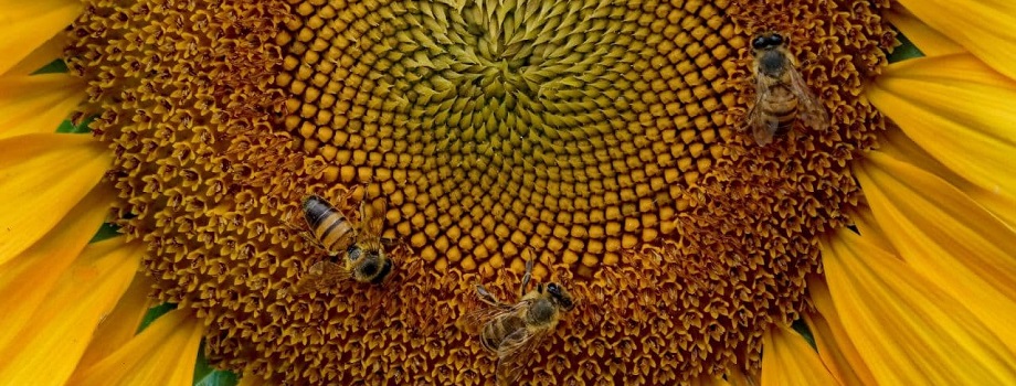 girassol com abelhas