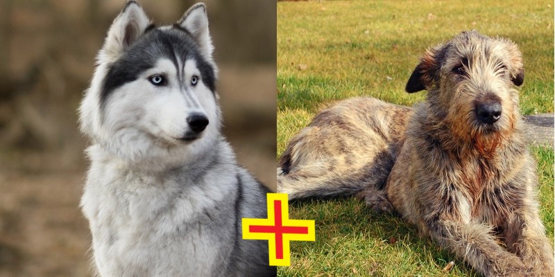 Mestiço de Husky Siberiano com Lébrel Irlandês