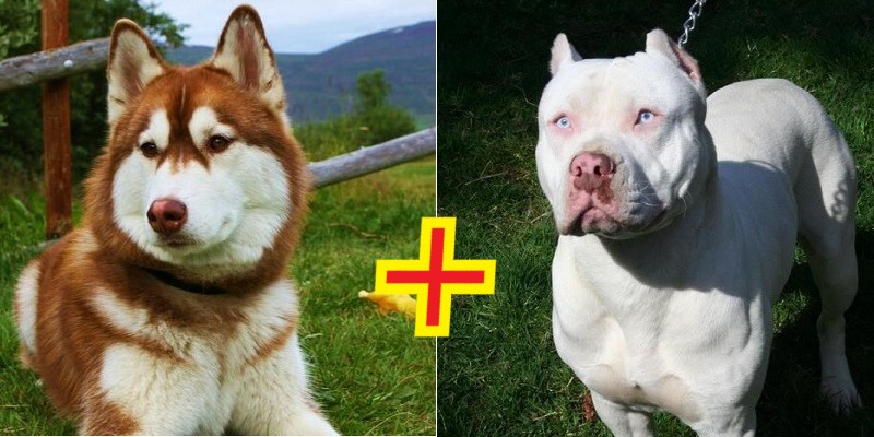 Mestiço de Husky Siberiano com Pitbull