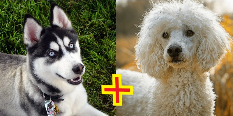 Mestiço de Husky Siberiano com Poodle