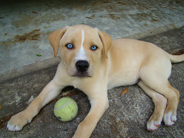 Mestiço de Husky Siberiano com Labrador