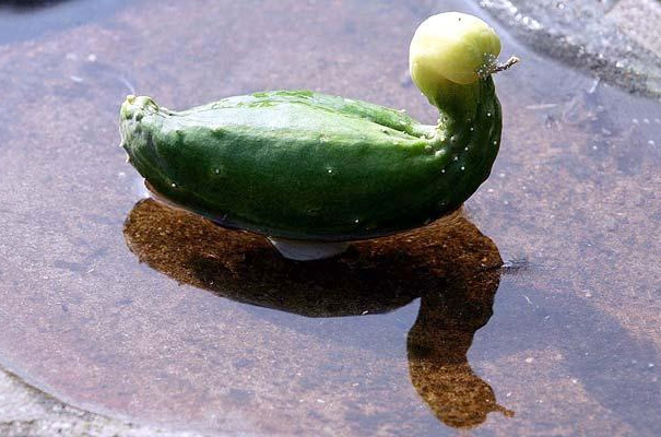 Pepino que parece um patinho