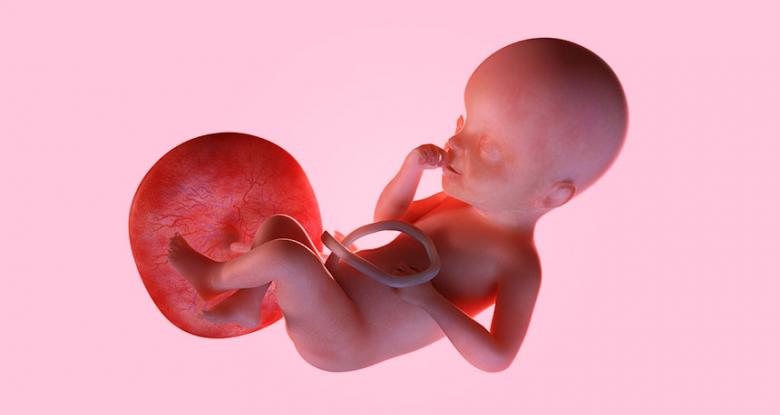 Bebês Ainda na Barriga -A placenta começa a funcionar em 3 semanas
