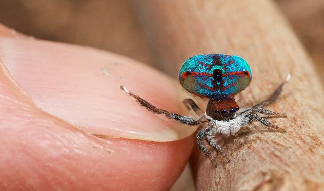 A aranha pavão é pequena em tamanho, mas grande em beleza.