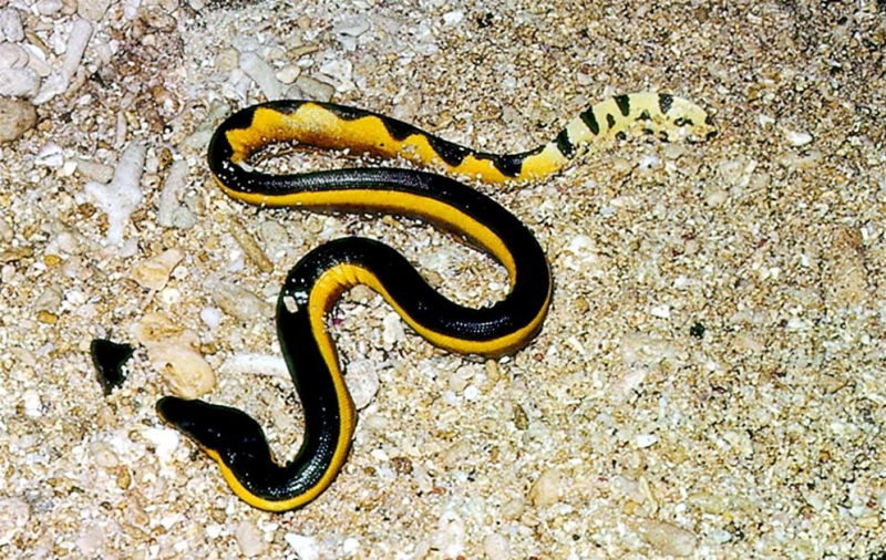 Conheça Um Pouco Sobre As Super Venenosas Cobras Marinhas