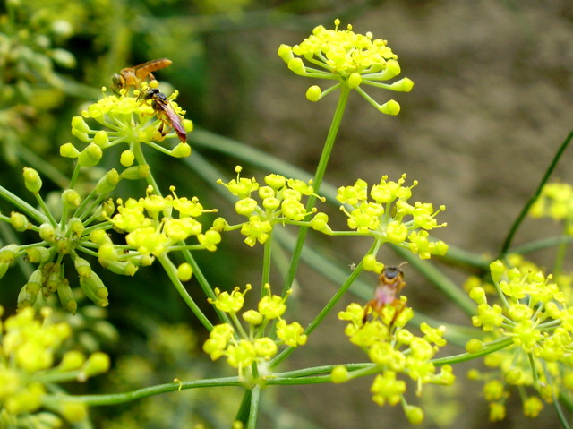 Quais os Tipos De Flores Que Mais Atraem As Abelhas?