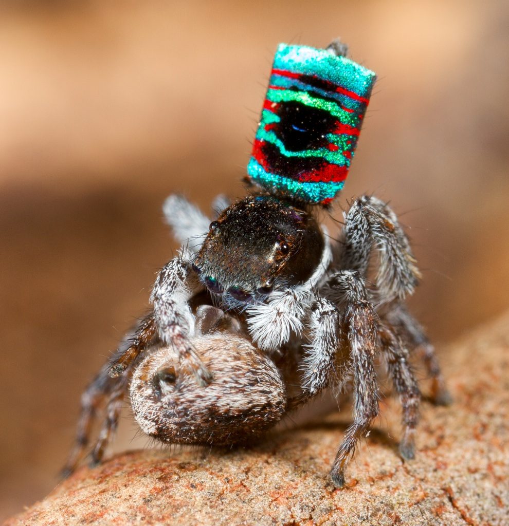 Aranhas pavão no acasalamento.