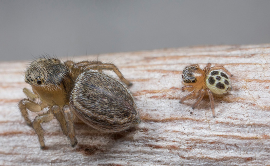 Aranha pavão fêmea com seu bebê