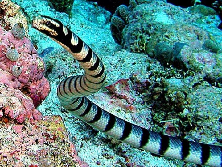 Conheça Um Pouco Sobre As Super Venenosas Cobras Marinhas