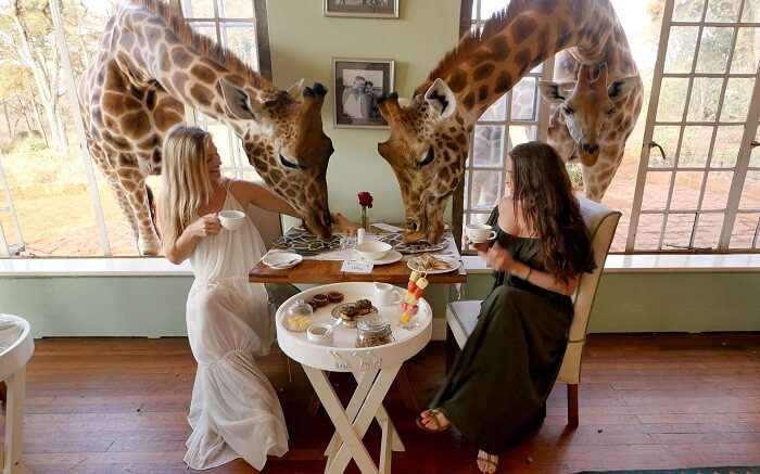 Café da manhã com girafas no Giraffe Manor em Nairobi.