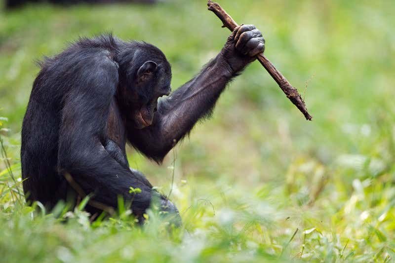 Na natureza, chimpanzés utilizam ferramentas com facilidade.