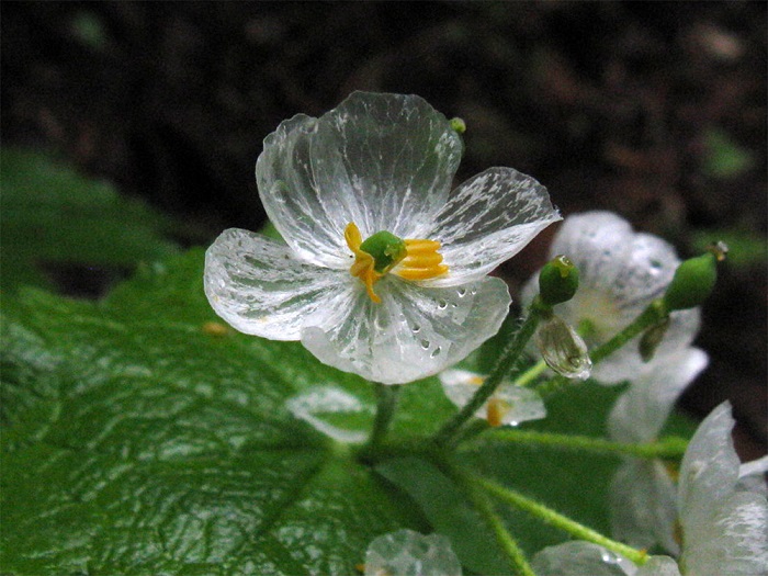 Conheça a Flor Que Fica Transparente Quando Chove