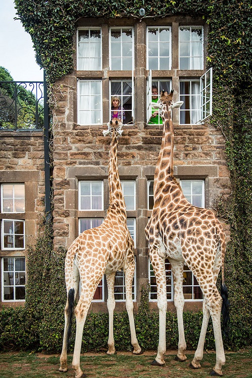 Descubra Quanto Custa se Hospedar no Hotel das Girafas