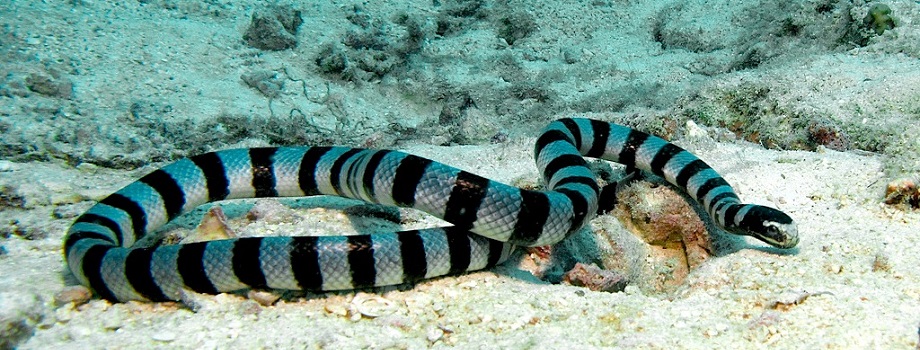 Conheça Um Pouco Sobre As Super Venenosas Cobras Marinhas