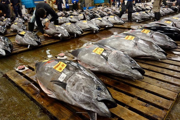 Atum-rabilho é o peixe mais caro do mundo
