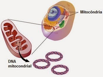 DNA mitocondrial