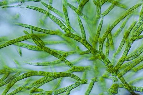 algas verdes