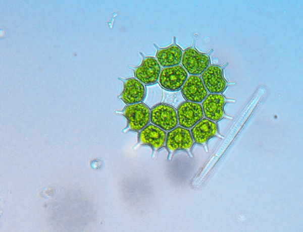 colônia de algas verdes