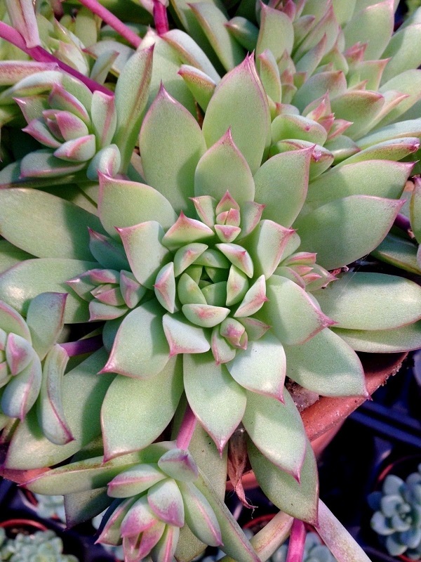 Graptopetalum macdougallii 