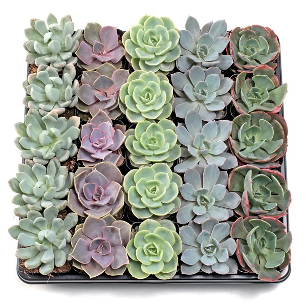 echeveria não é tóxica