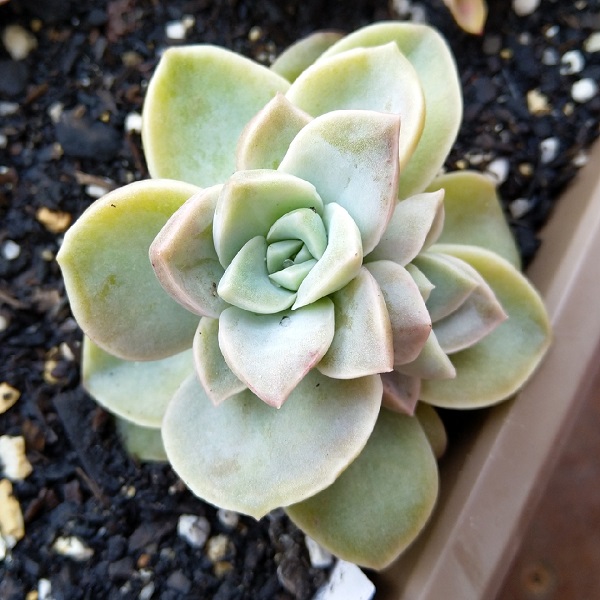 Graptoveria fantome