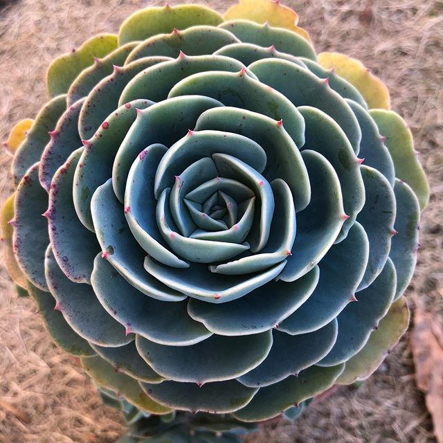 Echeveria glauca