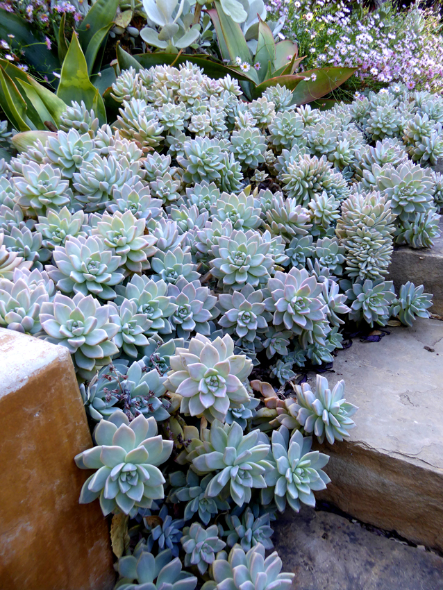 Graptopetalum paraguayense 