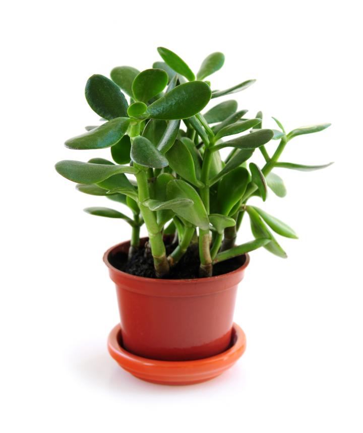 planta jade prefere sol pleno