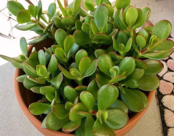 planta jade é toxica