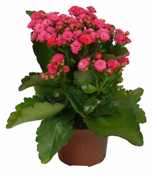 Kalanchoe é tóxica