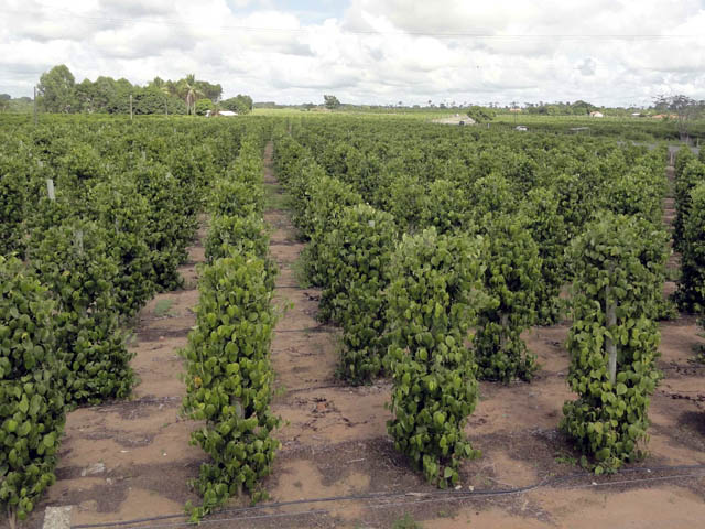 De onde vem a pimenta-do-reino