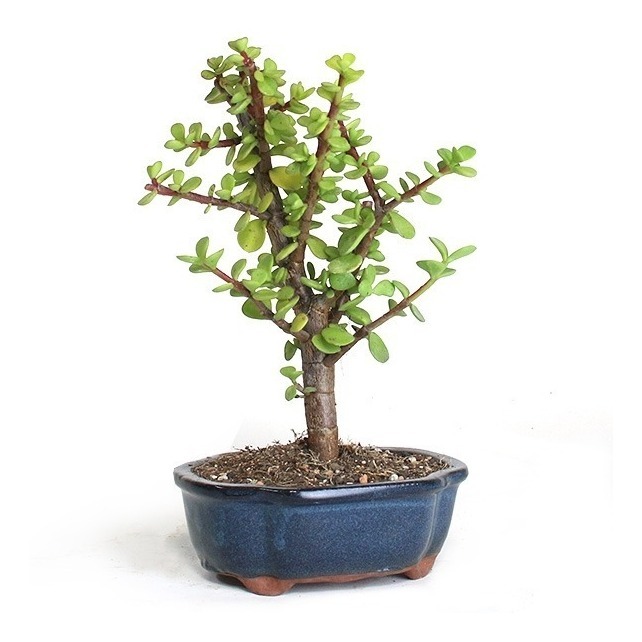 Portulacaria afra