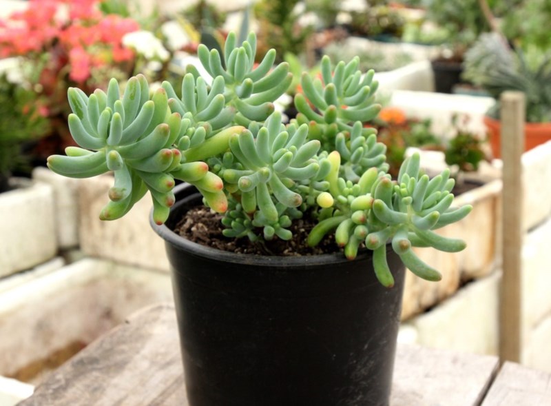 Sedum pachyphyllum