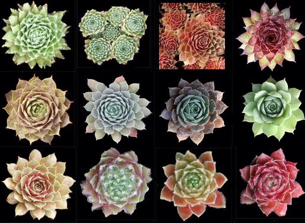 Sempervivum não são tóxicas