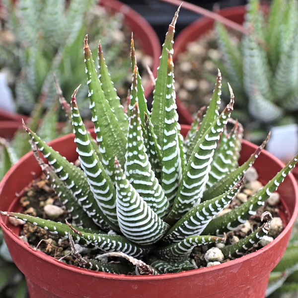 Haworthia zebra não é tóxica