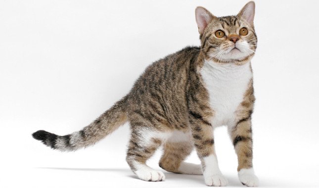 American Wirehair