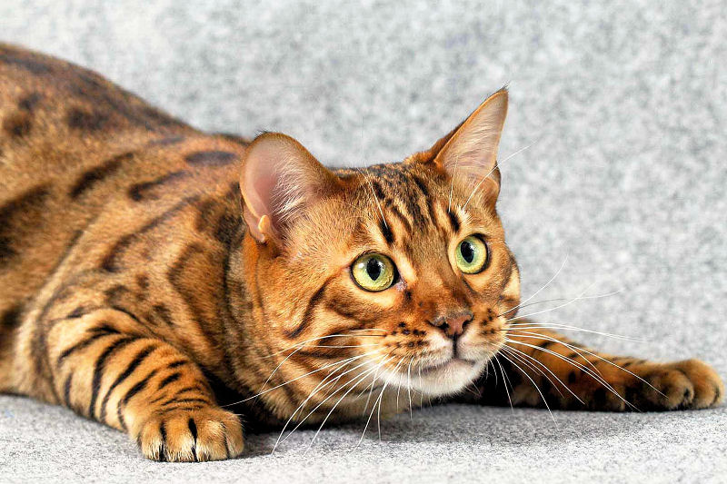 Bengal